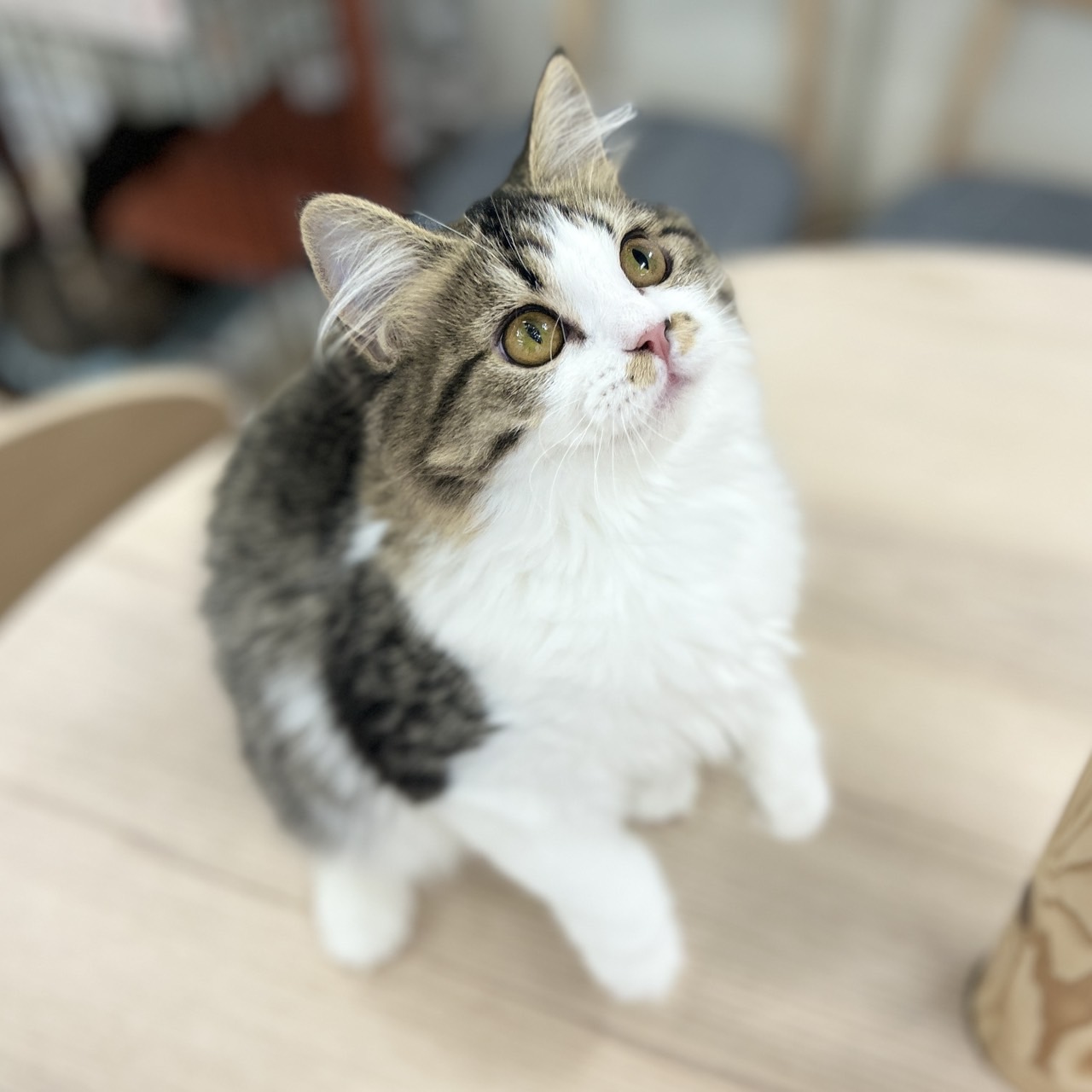 神奈川県のスコティッシュフォールド (にゃんこハウスPAW/2025年9月8日生まれ/女の子/ブラウンタビーホワイト)の子猫の4枚目の画像