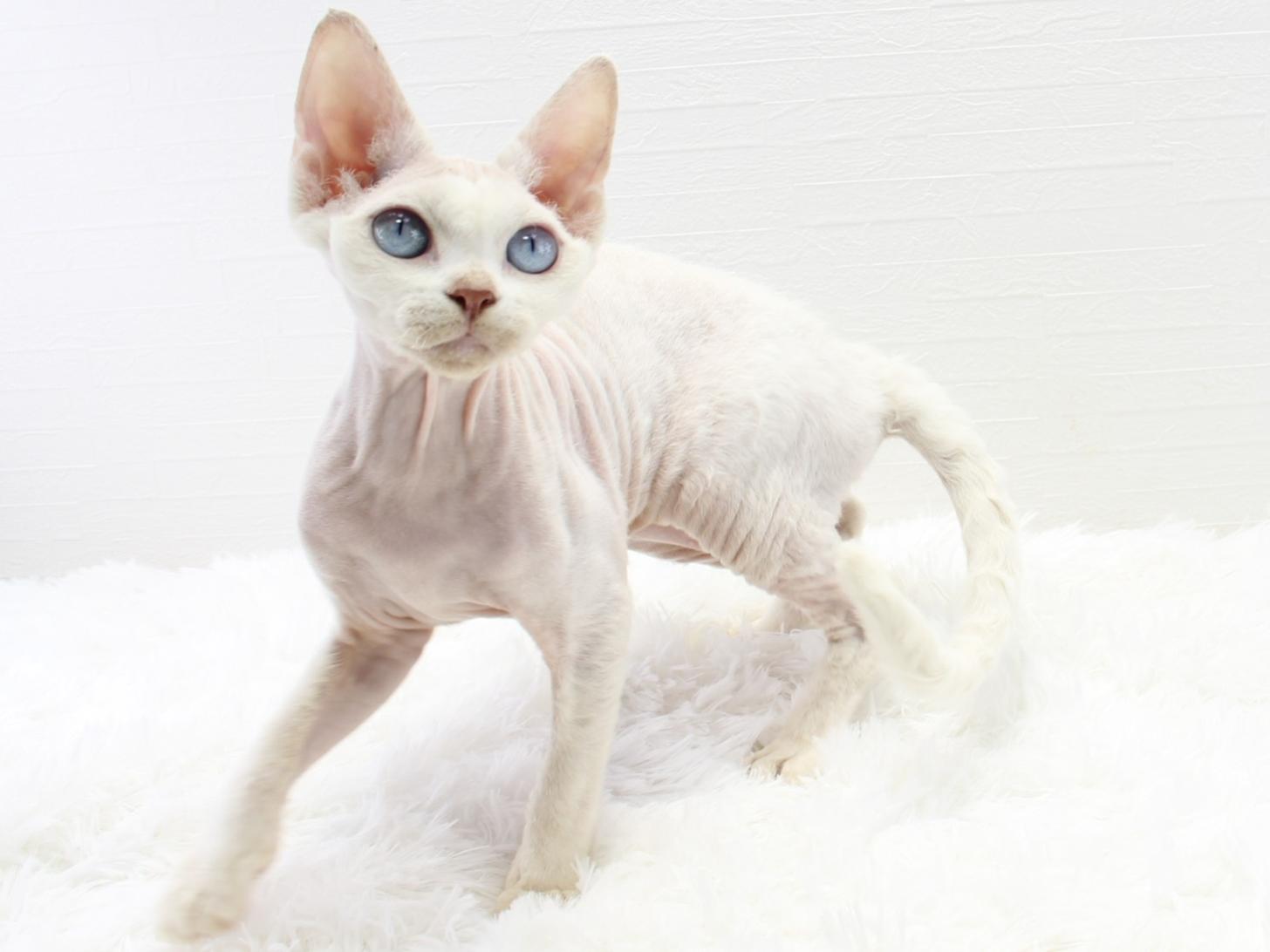 愛知県のデボンレックス (猫福家 名古屋南店/2026年5月8日生まれ/女の子/ホワイト)の子猫の3枚目の画像