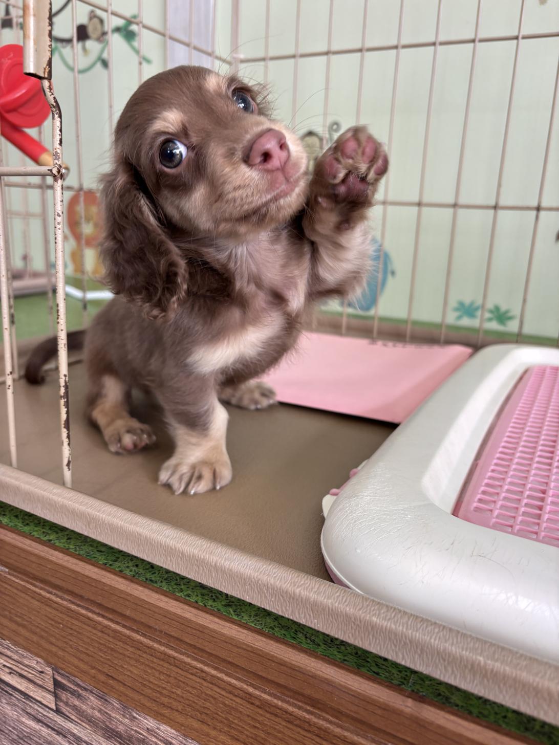 愛知県のミニチュアダックスフンド(ロング) (子いぬの足あと/2025年12月28日生まれ/男の子/チョコレートタン)の子犬
