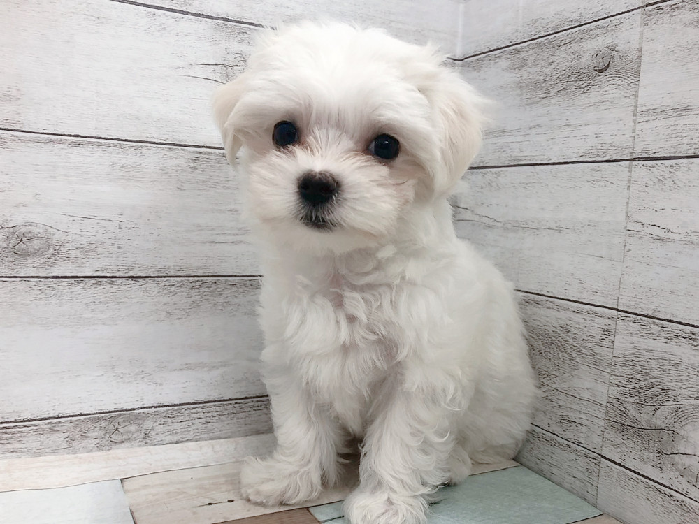 新潟県のマルチーズ (竹内ペット 白根店/2026年6月4日生まれ/女の子/ホワイト)の子犬の1枚目の画像