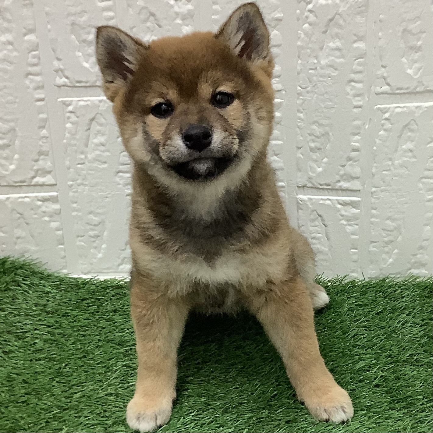 福岡県の柴犬(標準サイズ) (ディスワン ドッグズホーム大野城店/2025年11月27日生まれ/女の子/胡麻)の子犬