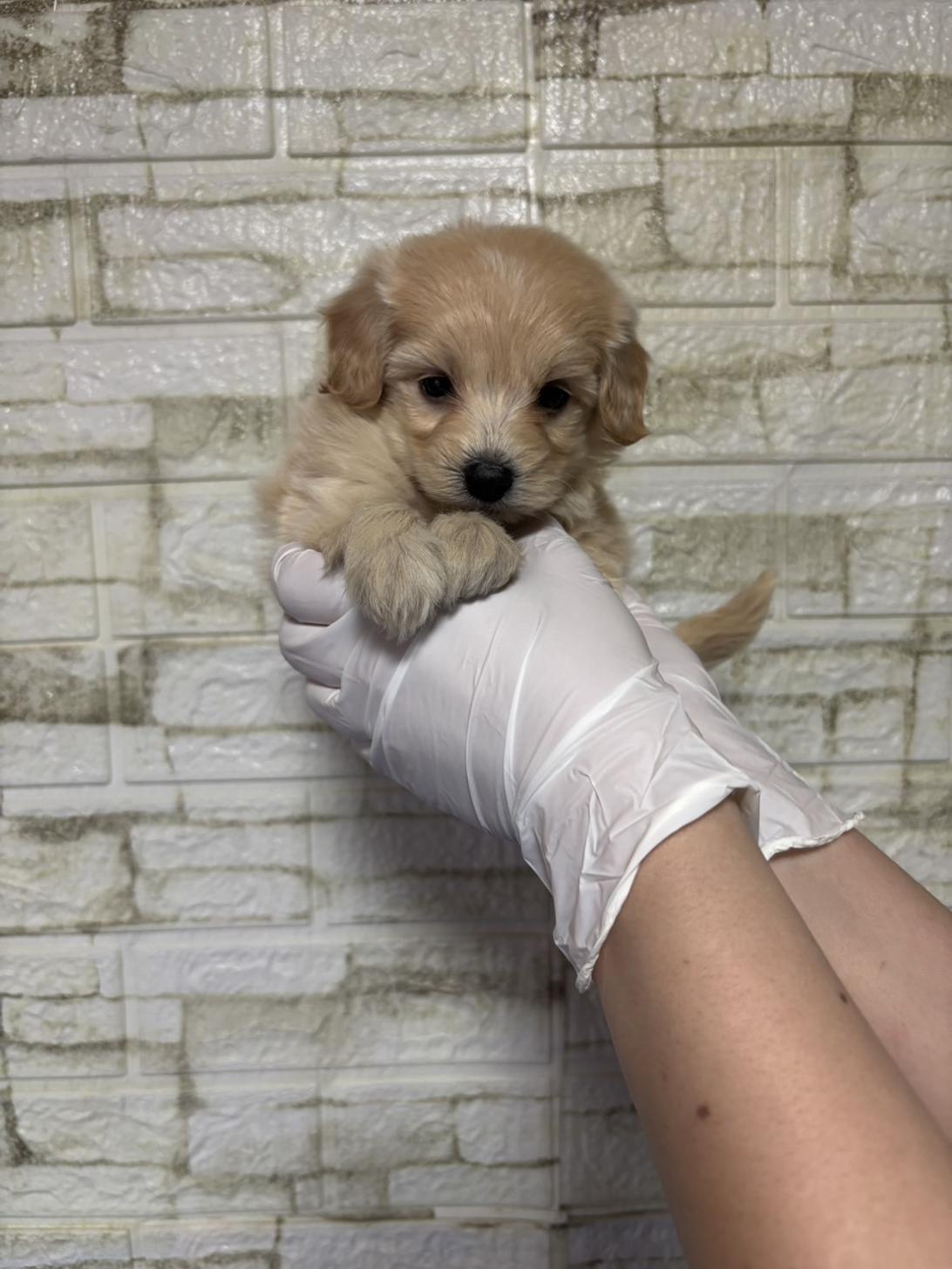 埼玉県のマルプー(マルチーズ×プードル) (ペッツスマイル加須インター店/2026年2月10日生まれ/女の子/アプリコット)の子犬の1枚目の画像