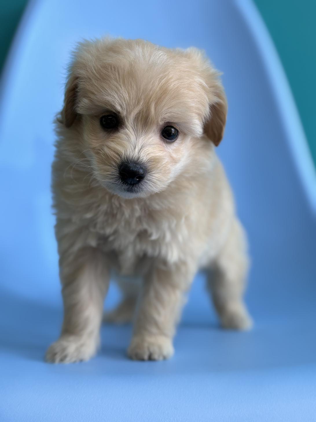 埼玉県のマルプー(マルチーズ×プードル) (ペッツスマイル加須インター店/2026年2月10日生まれ/女の子/アプリコット)の子犬の1枚目の画像