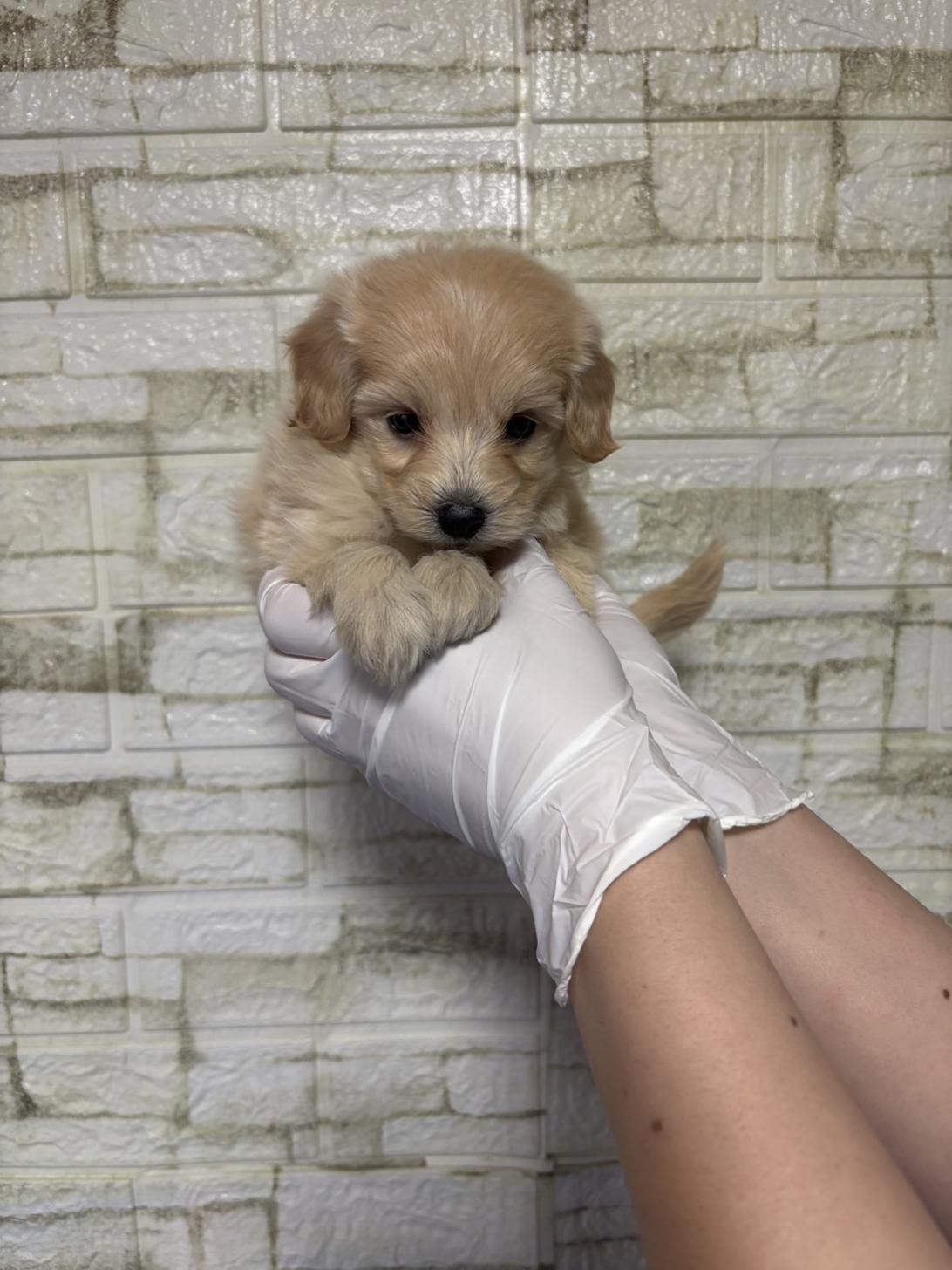 埼玉県のマルプー(マルチーズ×プードル) (ペッツスマイル加須インター店/2026年2月10日生まれ/女の子/アプリコット)の子犬の2枚目の画像
