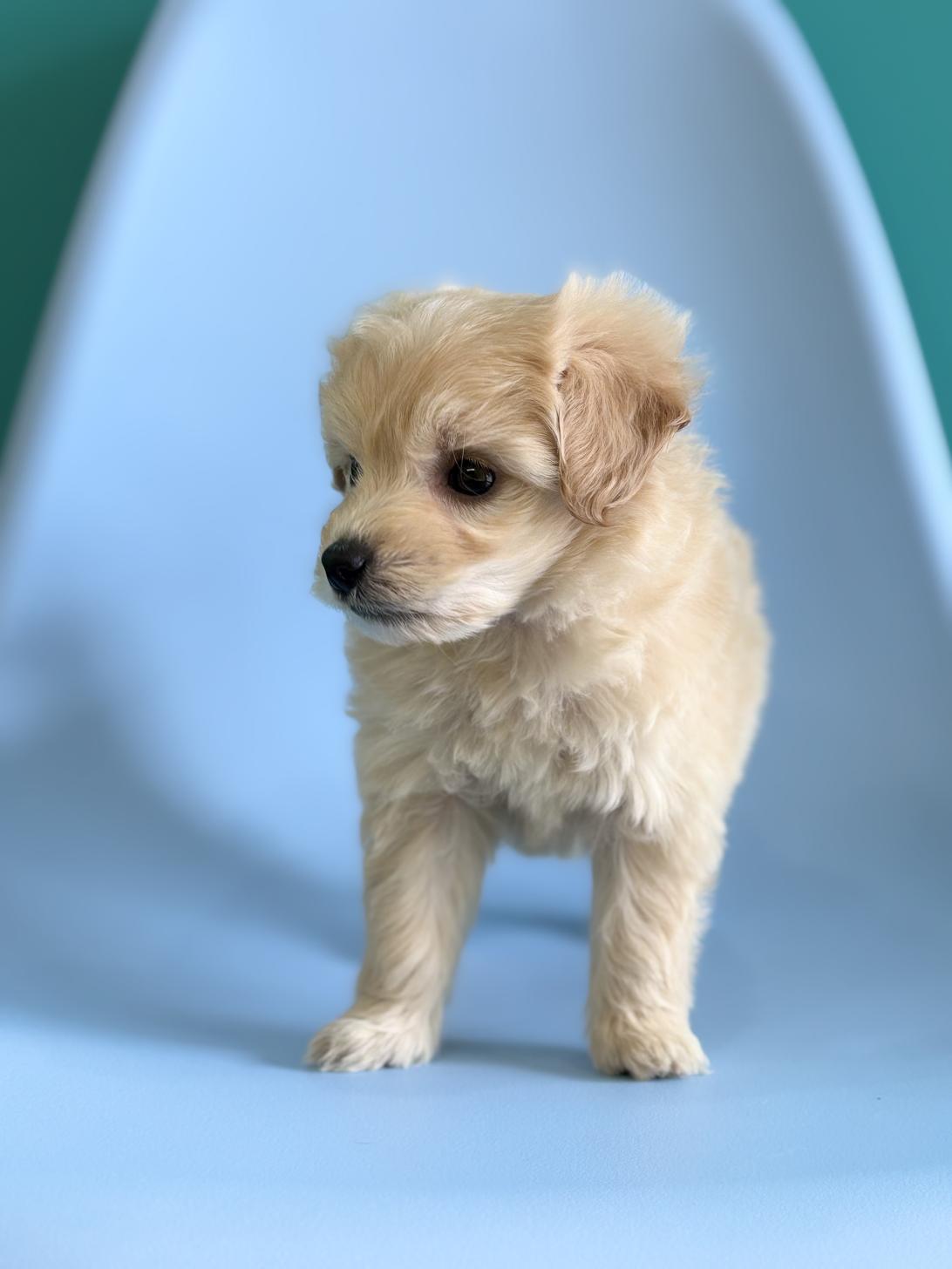 埼玉県のマルプー(マルチーズ×プードル) (ペッツスマイル加須インター店/2026年2月10日生まれ/女の子/アプリコット)の子犬の2枚目の画像