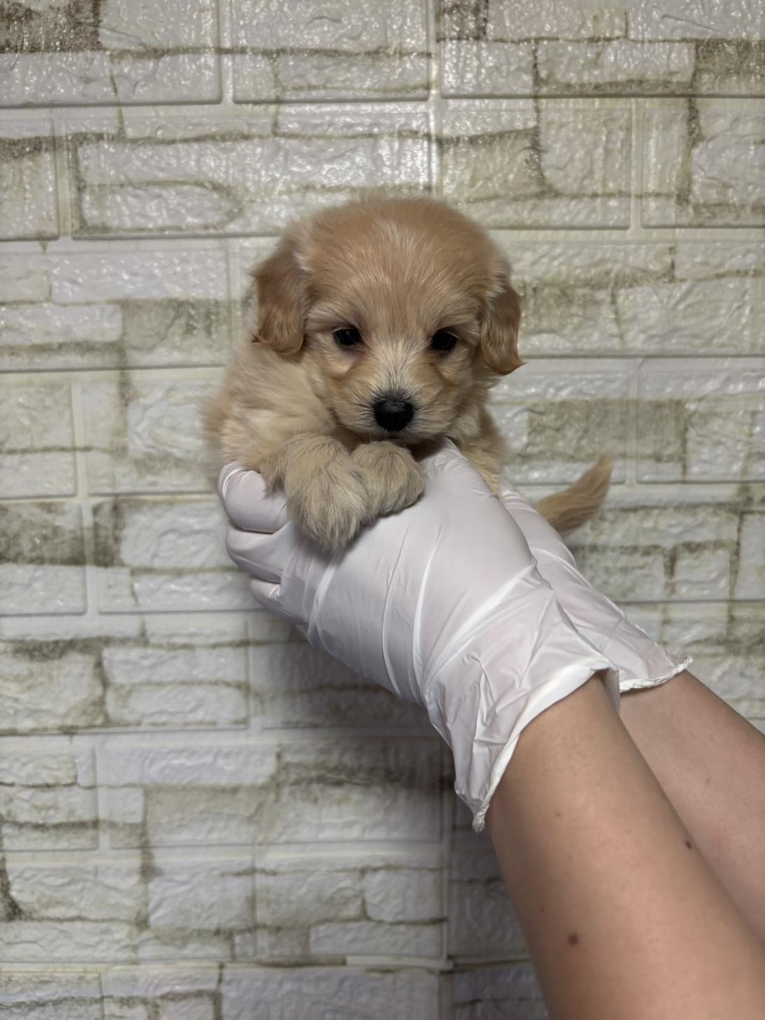 埼玉県のマルプー(マルチーズ×プードル) (ペッツスマイル加須インター店/2026年2月10日生まれ/女の子/アプリコット)の子犬の3枚目の画像