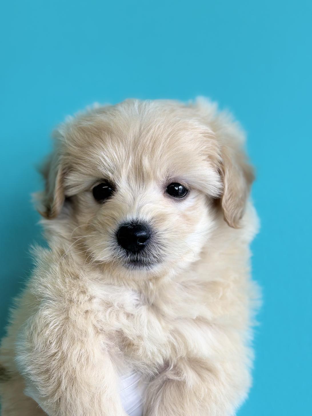 埼玉県のマルプー(マルチーズ×プードル) (ペッツスマイル加須インター店/2026年2月10日生まれ/女の子/アプリコット)の子犬の3枚目の画像