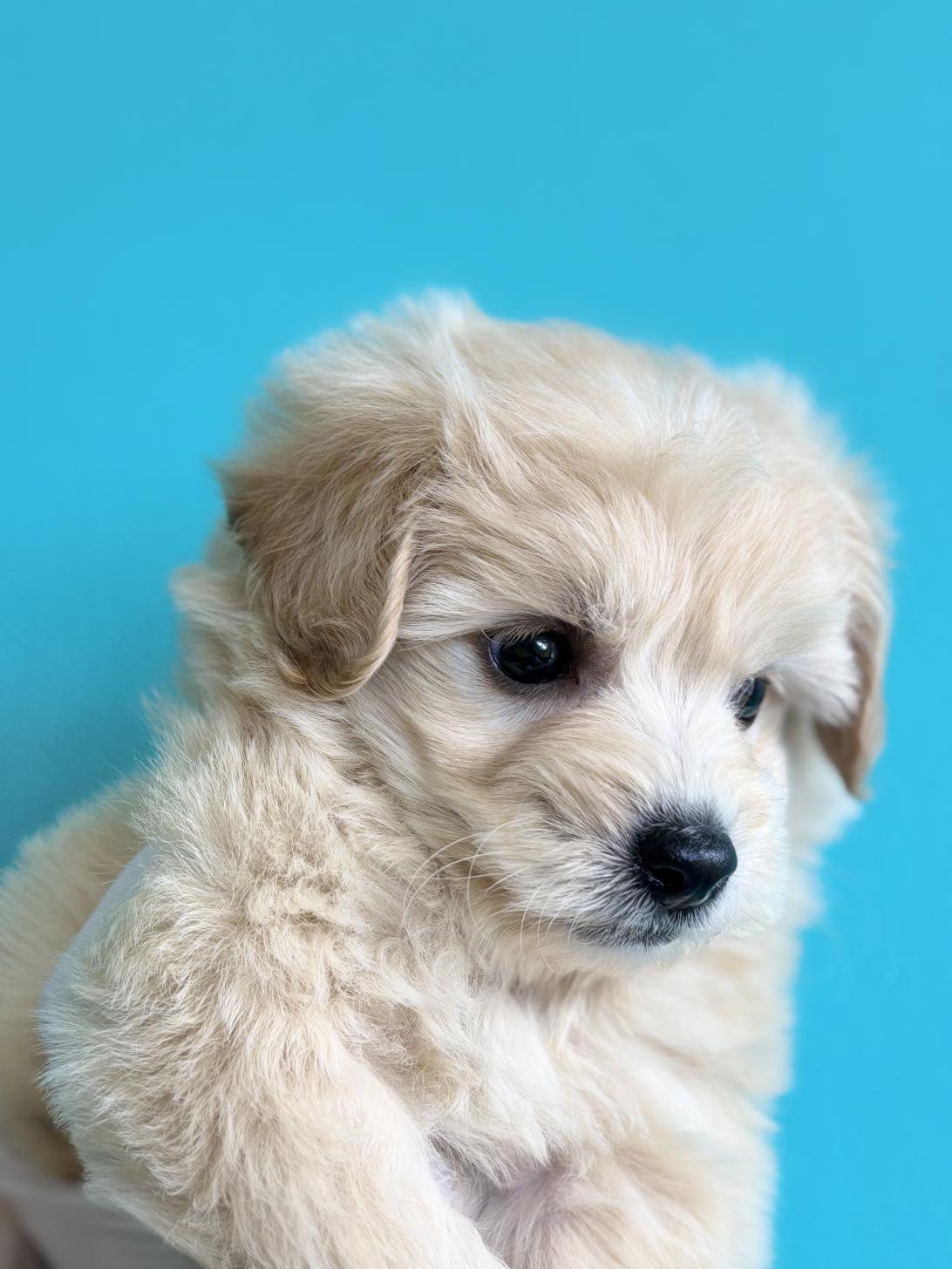 埼玉県のマルプー(マルチーズ×プードル) (ペッツスマイル加須インター店/2026年2月10日生まれ/女の子/アプリコット)の子犬の4枚目の画像