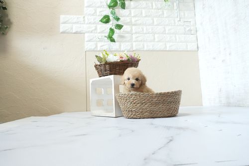 滋賀県のトイプードル(トイ) (いっぷく湖南店/2026年4月4日生まれ/男の子/オレンジフォーン)の子犬の1枚目の画像