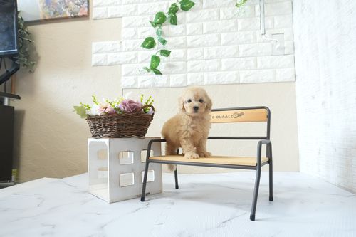 滋賀県のトイプードル(トイ) (いっぷく湖南店/2026年4月4日生まれ/男の子/オレンジフォーン)の子犬の2枚目の画像