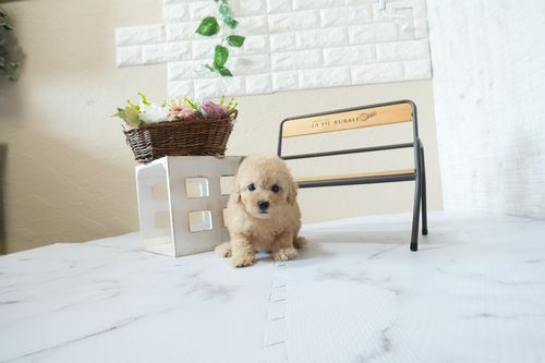 滋賀県のトイプードル(トイ) (いっぷく湖南店/2026年4月4日生まれ/男の子/オレンジフォーン)の子犬の3枚目の画像