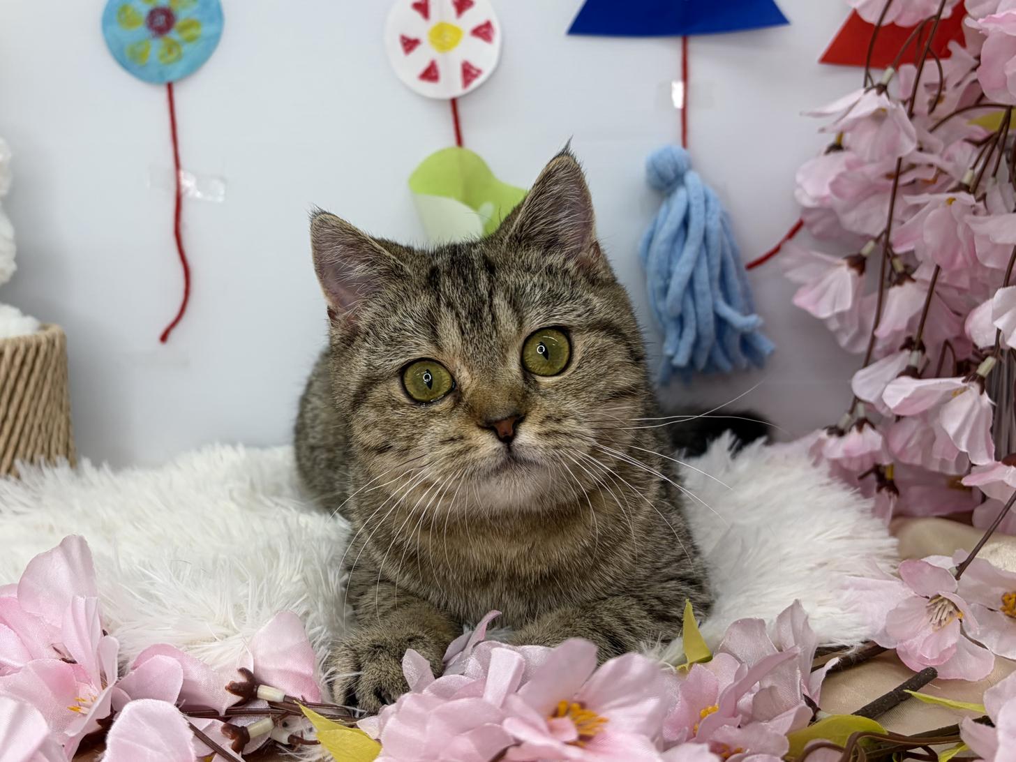 北海道のブリティッシュショートヘアー (ラブワンコ カインズ大曲店/2025年12月8日生まれ/女の子/ブラックゴールデンシェーデット)の子猫の1枚目の画像