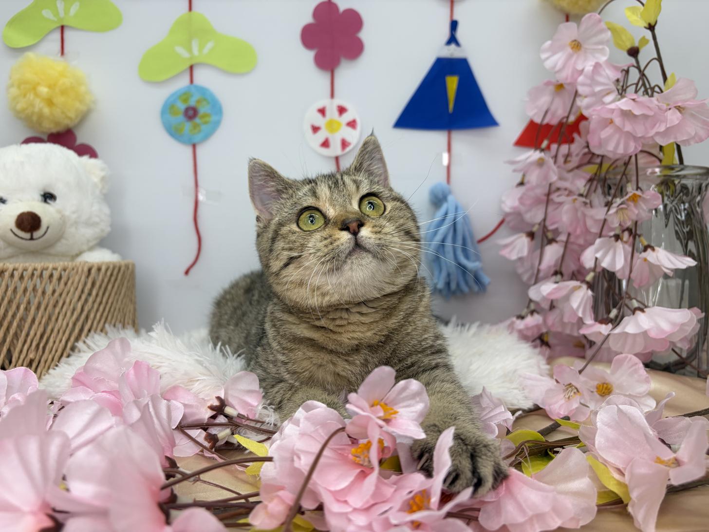 北海道のブリティッシュショートヘアー (ラブワンコ カインズ大曲店/2025年12月8日生まれ/女の子/ブラックゴールデンシェーデット)の子猫の2枚目の画像