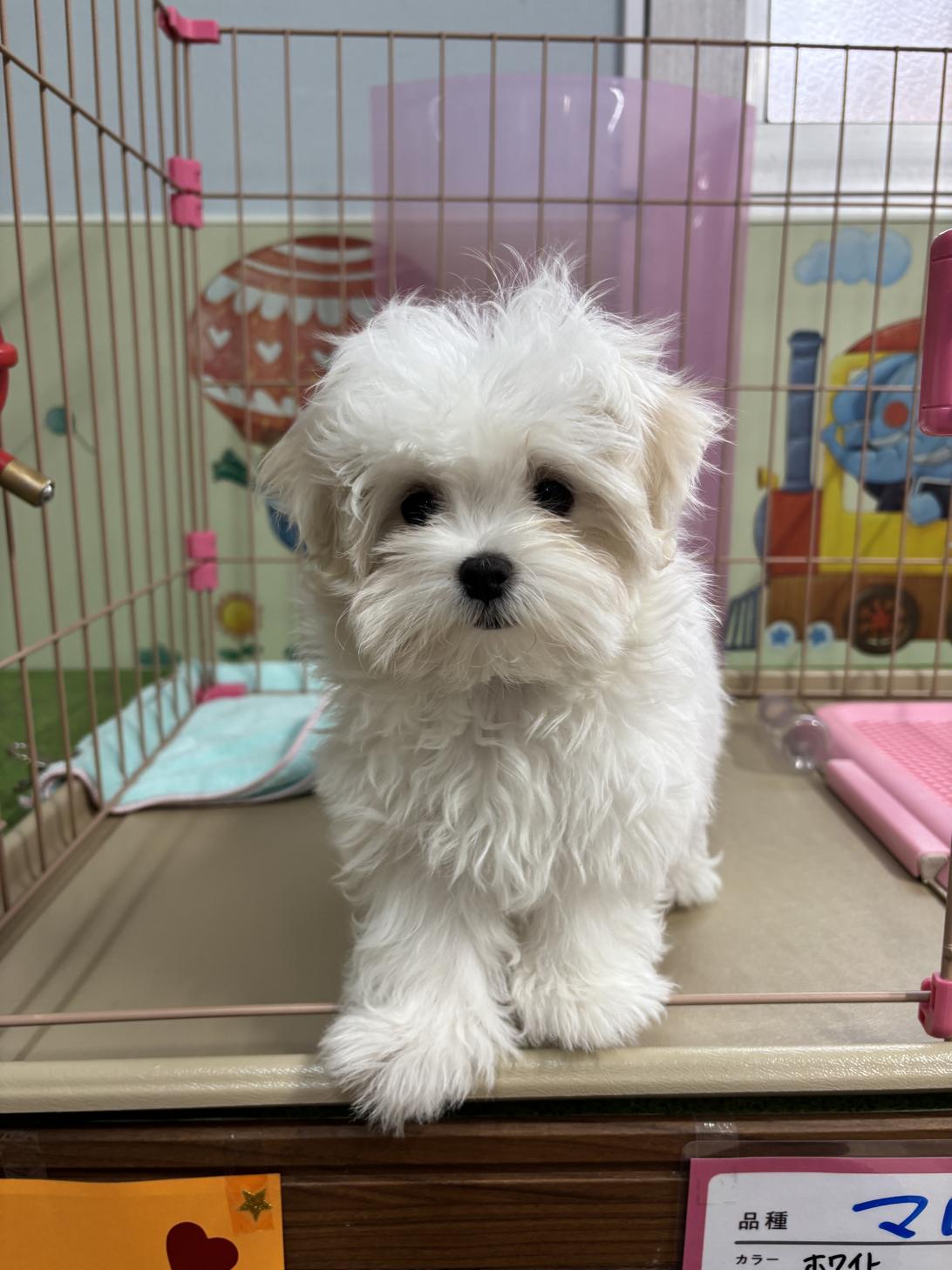 愛知県のマルチーズ (子いぬの足あと/2025年12月29日生まれ/女の子/ホワイト)の子犬