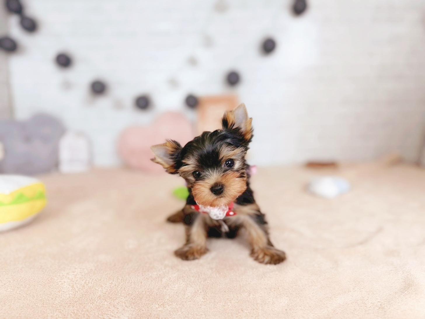 北海道のヨークシャーテリア (ペットショップだんぼ/2025年10月18日生まれ/女の子/スチールブルータン)の子犬の1枚目の画像