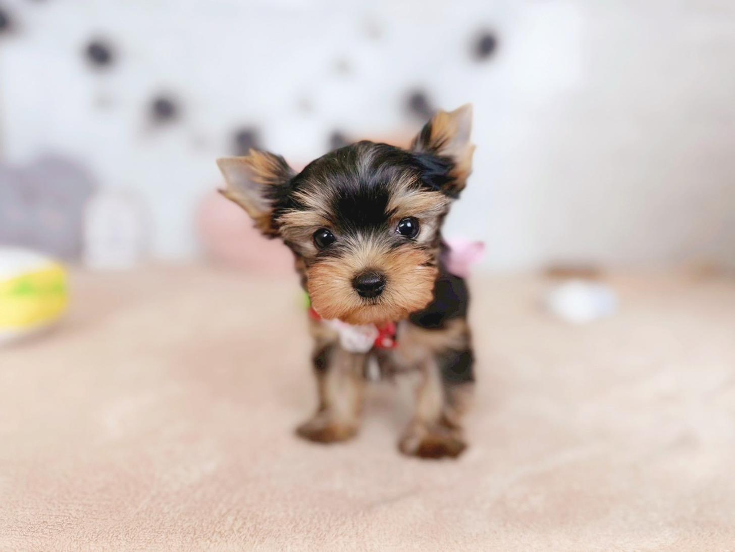 北海道のヨークシャーテリア (ペットショップだんぼ/2025年10月18日生まれ/女の子/スチールブルータン)の子犬の2枚目の画像