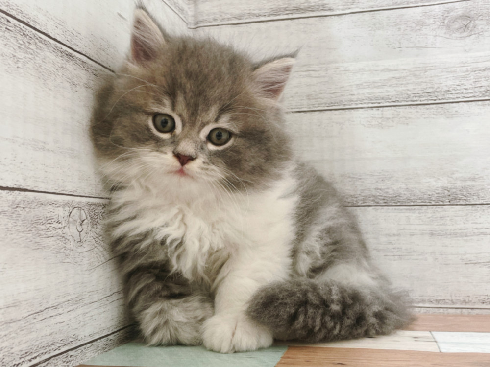 新潟県のマンチカン (竹内ペット 新津本店/2025年9月2日生まれ/男の子/その他色)の子猫の1枚目の画像
