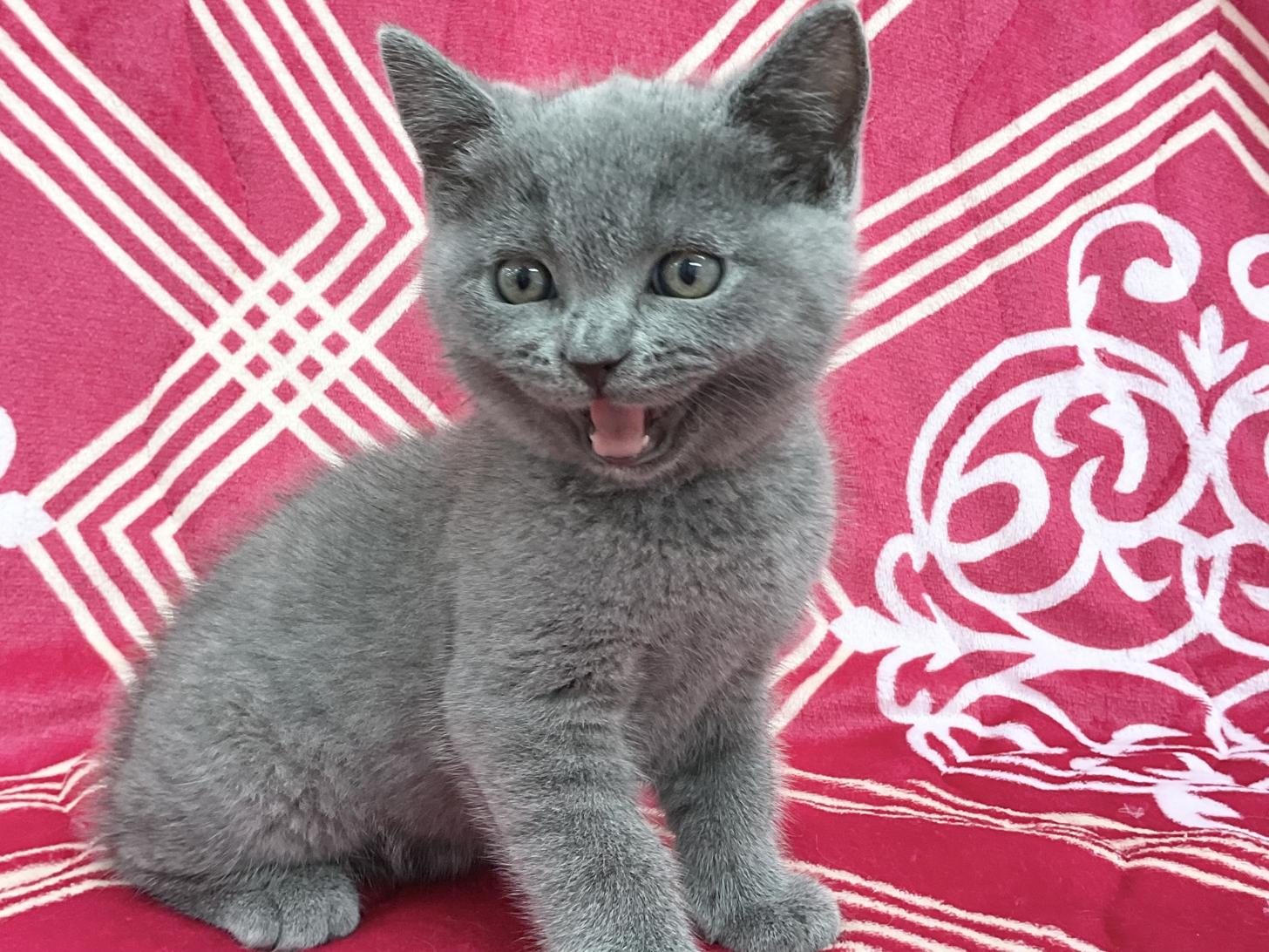 愛知県のブリティッシュショートヘアー (ハピースペット春日井アミーゴ店/2026年2月22日生まれ/男の子/ブルー)の子猫の1枚目の画像