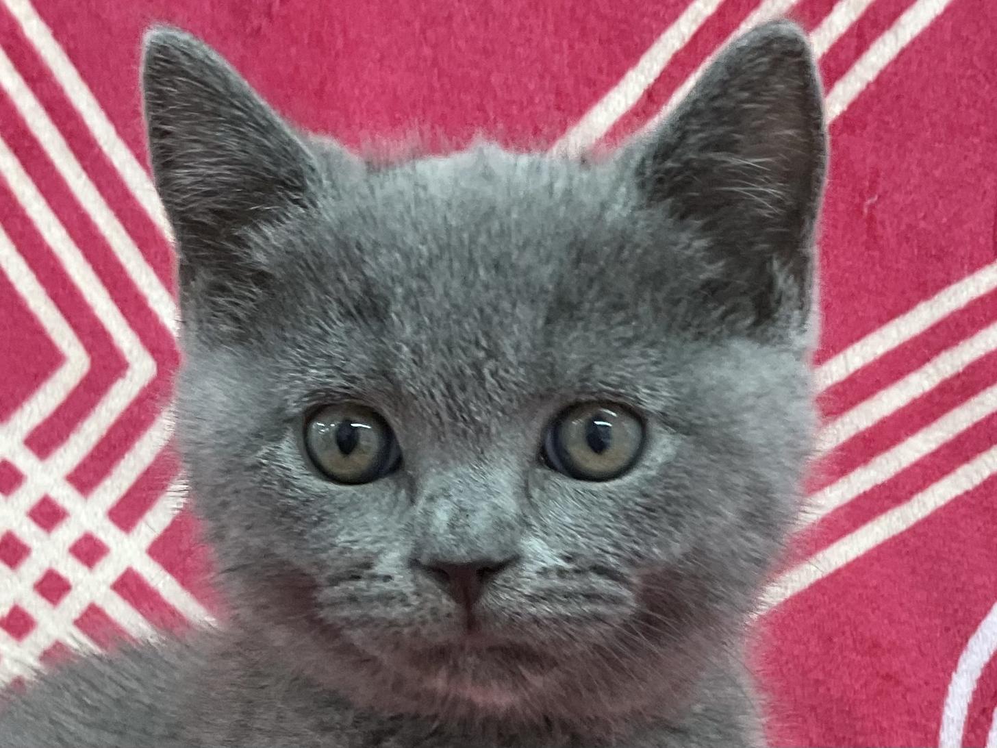 愛知県のブリティッシュショートヘアー (ハピースペット春日井アミーゴ店/2026年2月22日生まれ/男の子/ブルー)の子猫の2枚目の画像