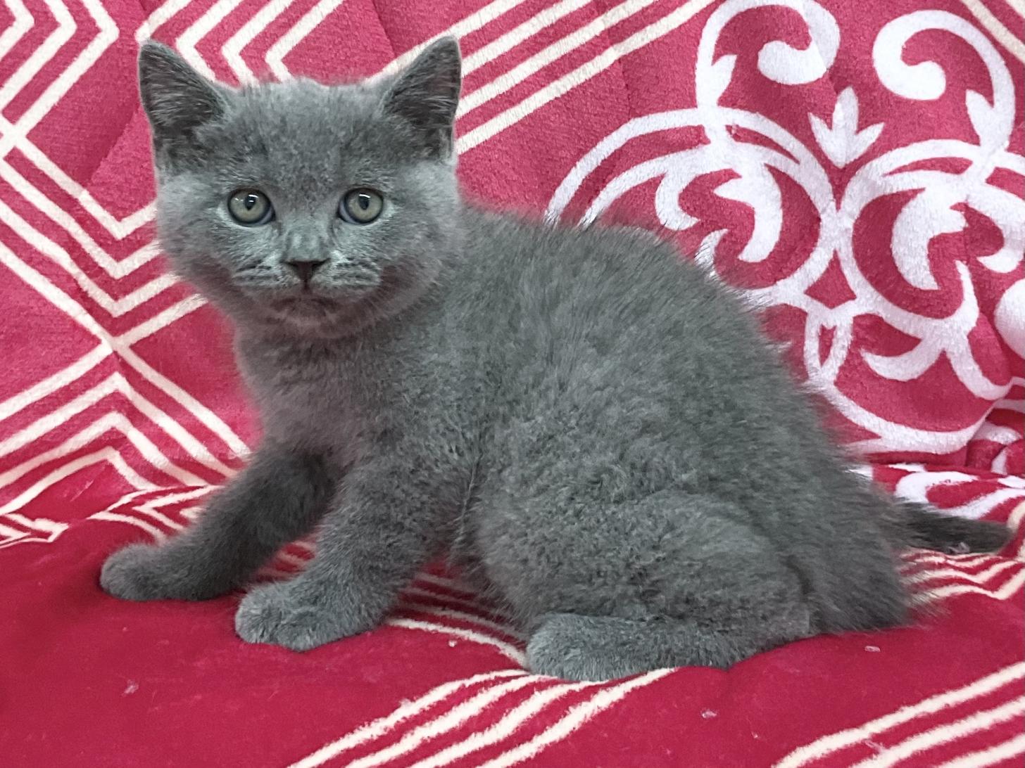 愛知県のブリティッシュショートヘアー (ハピースペット春日井アミーゴ店/2026年2月22日生まれ/男の子/ブルー)の子猫の3枚目の画像