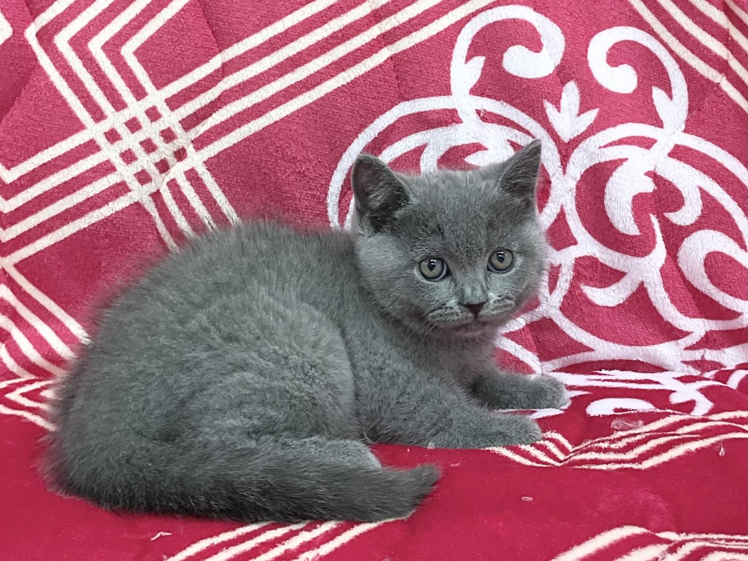 愛知県のブリティッシュショートヘアー (ハピースペット春日井アミーゴ店/2026年2月22日生まれ/男の子/ブルー)の子猫の4枚目の画像