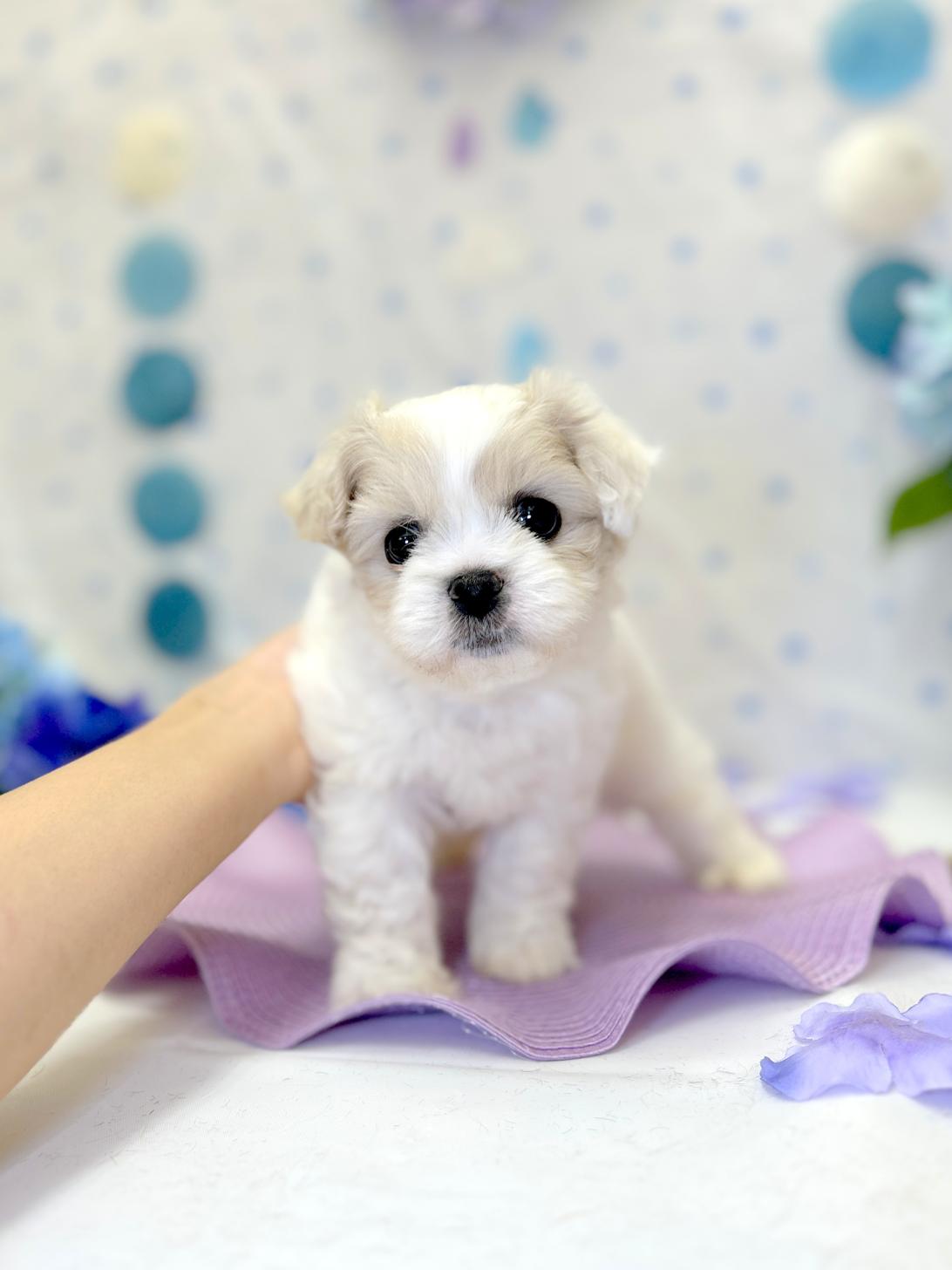 北海道のハーフ犬・ミックス犬 (ラブワンコ平岸店/2026年4月4日生まれ/男の子/ホワイト)の子犬