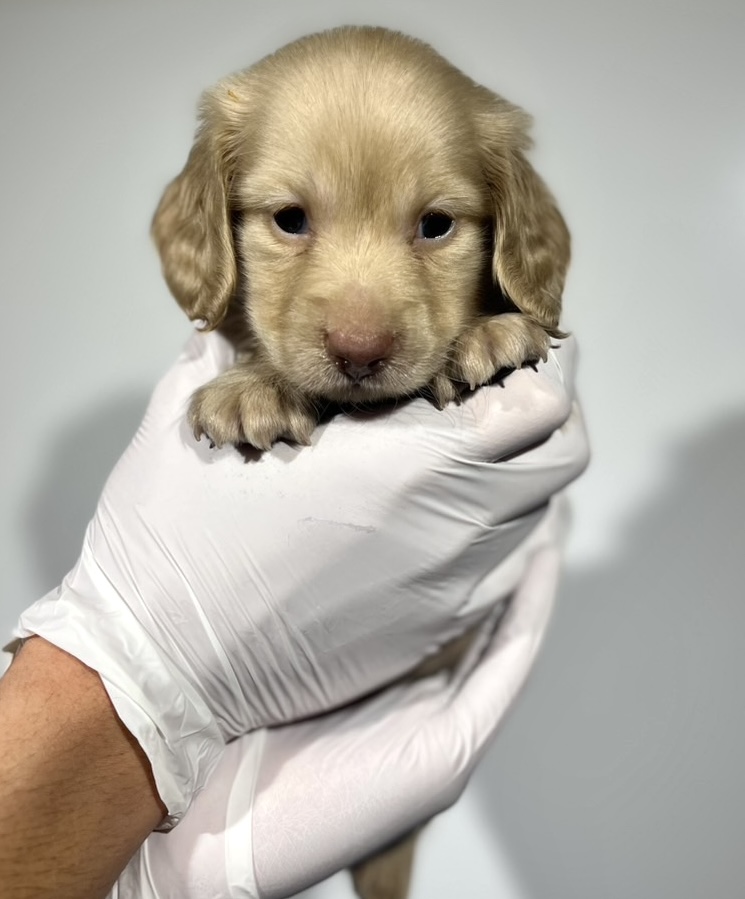 埼玉県のカニンヘンダックスフンド(ロング) (ペッツスマイル南中野店/2025年9月28日生まれ/男の子/イエロー)の子犬の1枚目の画像