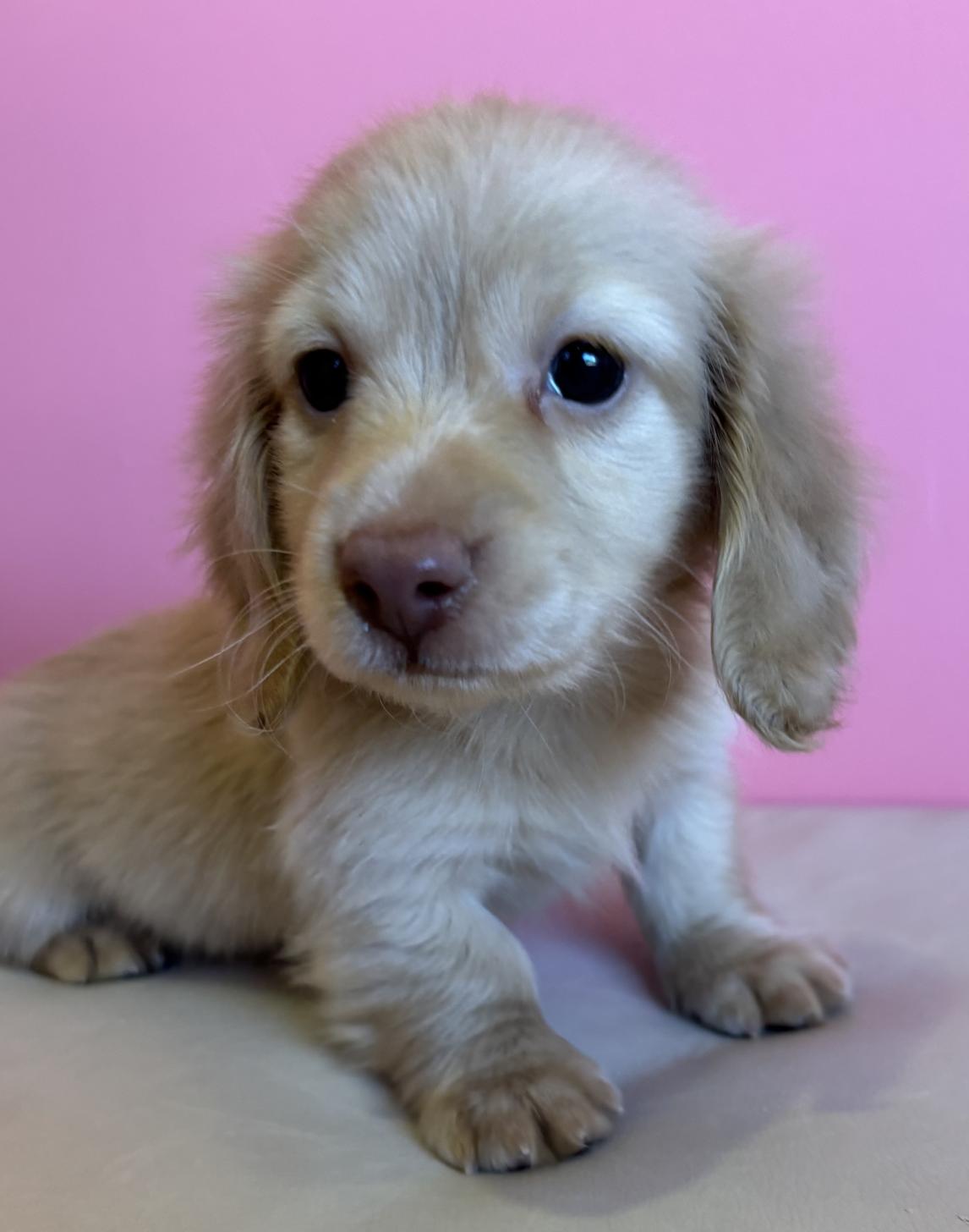 埼玉県のカニンヘンダックスフンド(ロング) (ペッツスマイル南中野店/2025年9月28日生まれ/男の子/イエロー)の子犬の1枚目の画像