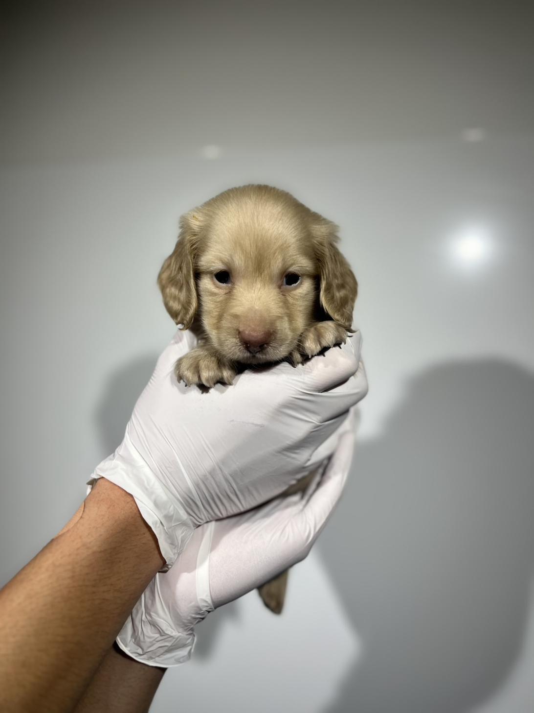 埼玉県のカニンヘンダックスフンド(ロング) (ペッツスマイル南中野店/2025年9月28日生まれ/男の子/イエロー)の子犬の2枚目の画像