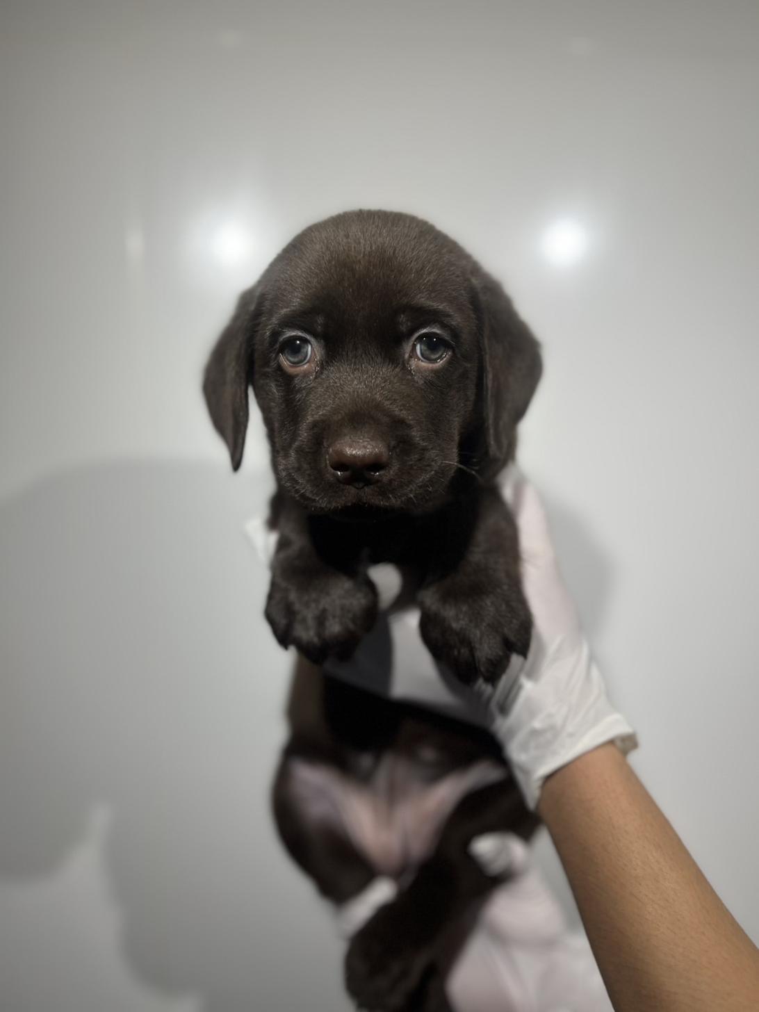 埼玉県のラブラドールレトリーバー (ペッツスマイル加須インター店/2025年9月27日生まれ/女の子/チョコレート)の子犬の1枚目の画像