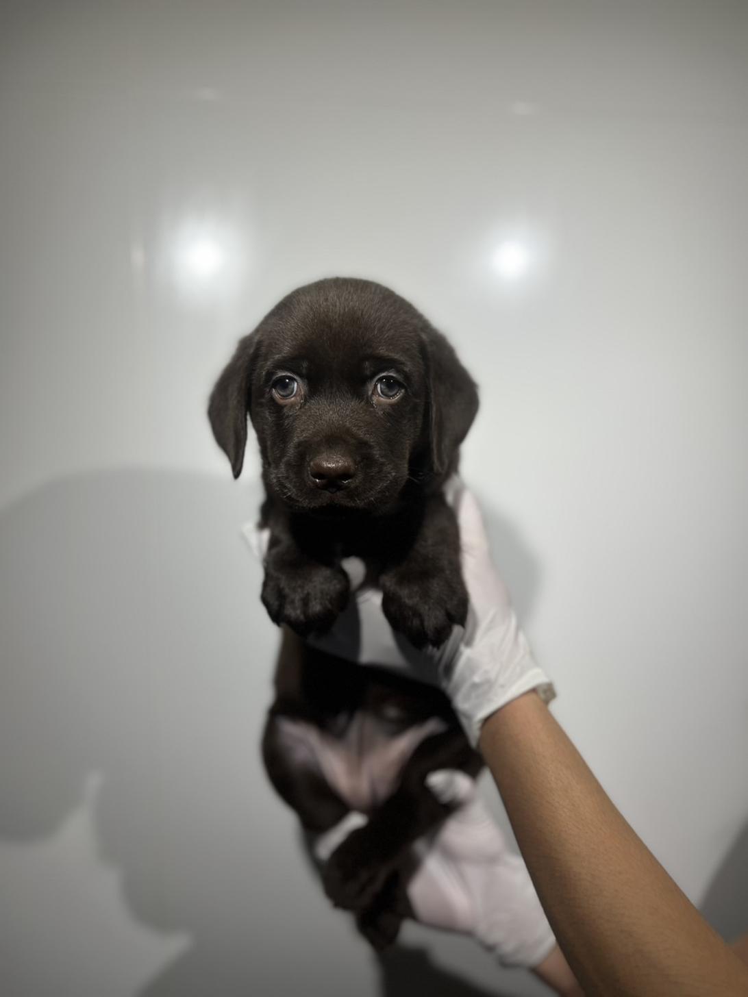 埼玉県のラブラドールレトリーバー (ペッツスマイル加須インター店/2025年9月27日生まれ/女の子/チョコレート)の子犬の2枚目の画像