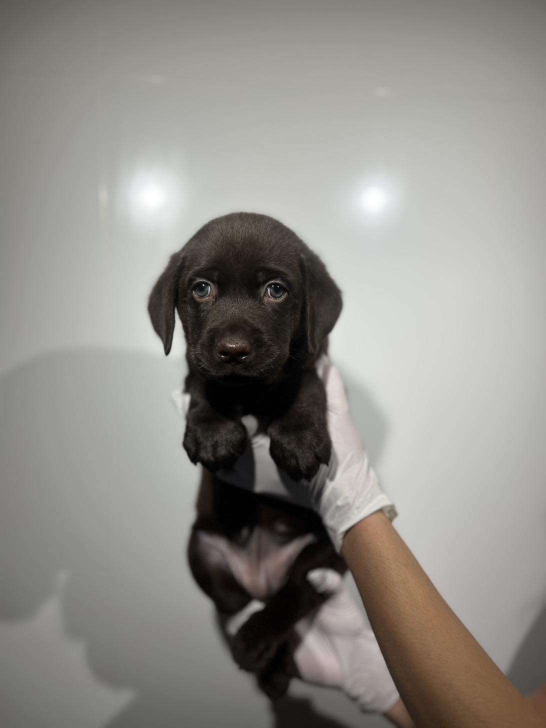 埼玉県のラブラドールレトリーバー (ペッツスマイル加須インター店/2025年9月27日生まれ/女の子/チョコレート)の子犬の3枚目の画像