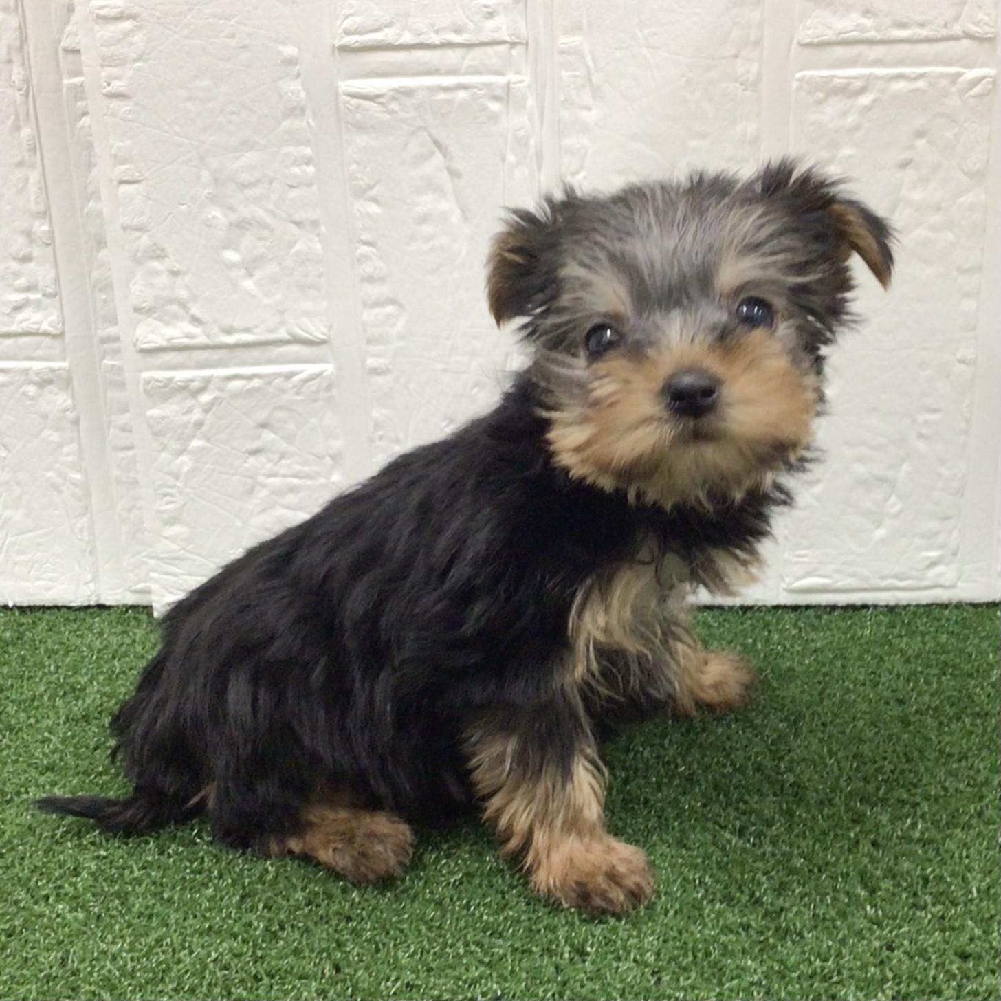 熊本県のヨークシャーテリア (ニコペットセレクト ドッグズホーム八代店/2025年11月29日生まれ/女の子/スチールブルータン)の子犬