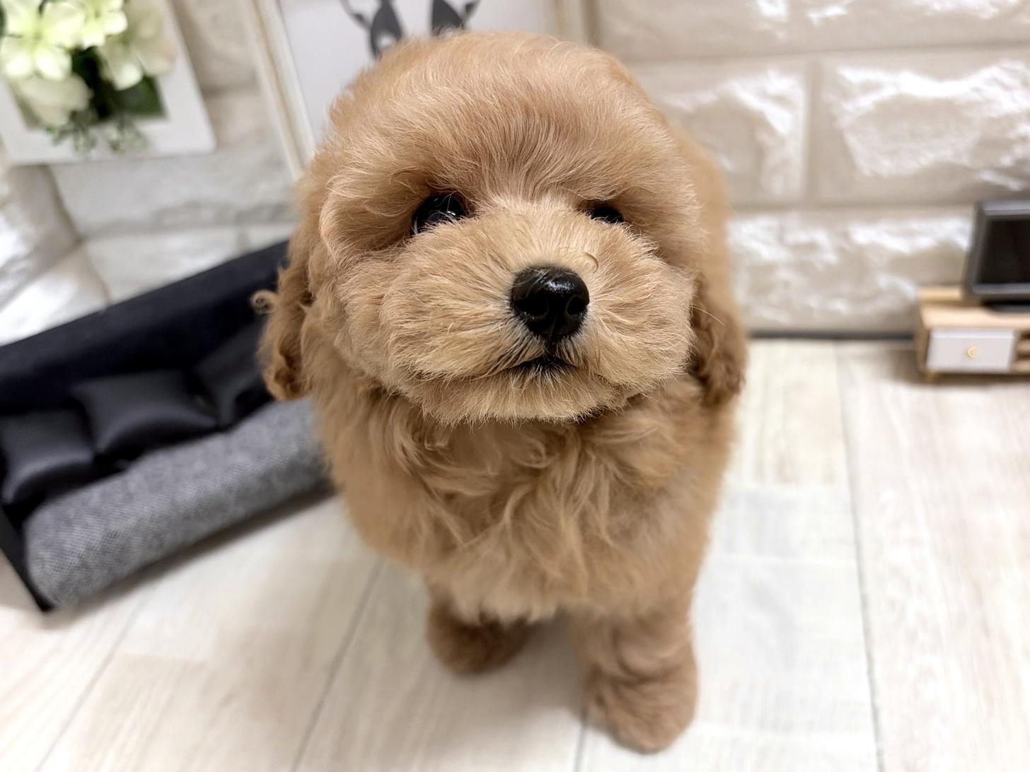 和歌山県のトイプードル(トイ) (DOGMAN和歌山中之島店/2026年5月17日生まれ/女の子/オレンジフォーン)の子犬の3枚目の画像