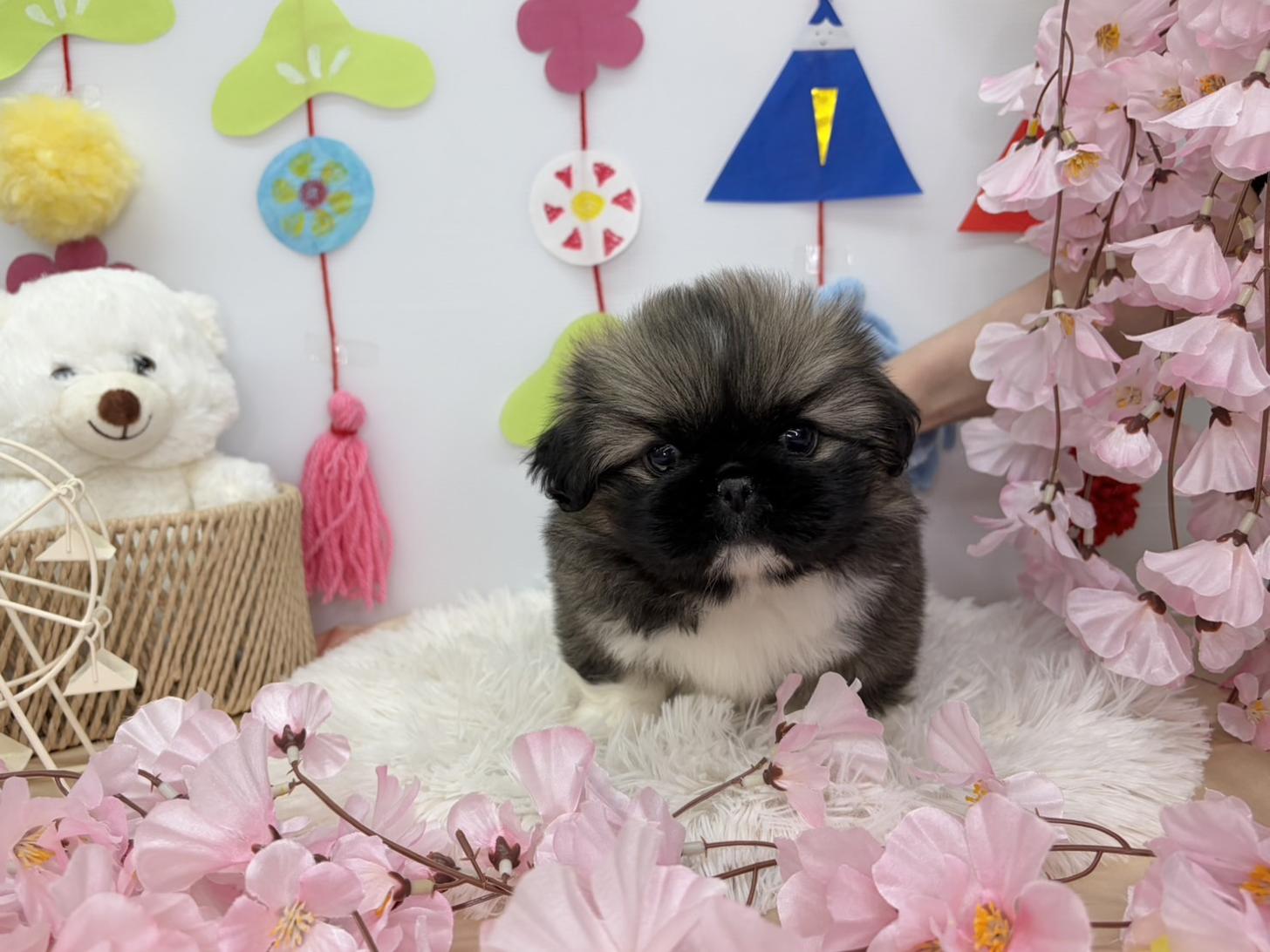 北海道のペキニーズ (ラブワンコ カインズ大曲店/2026年1月3日生まれ/男の子/フォーンホワイト)の子犬