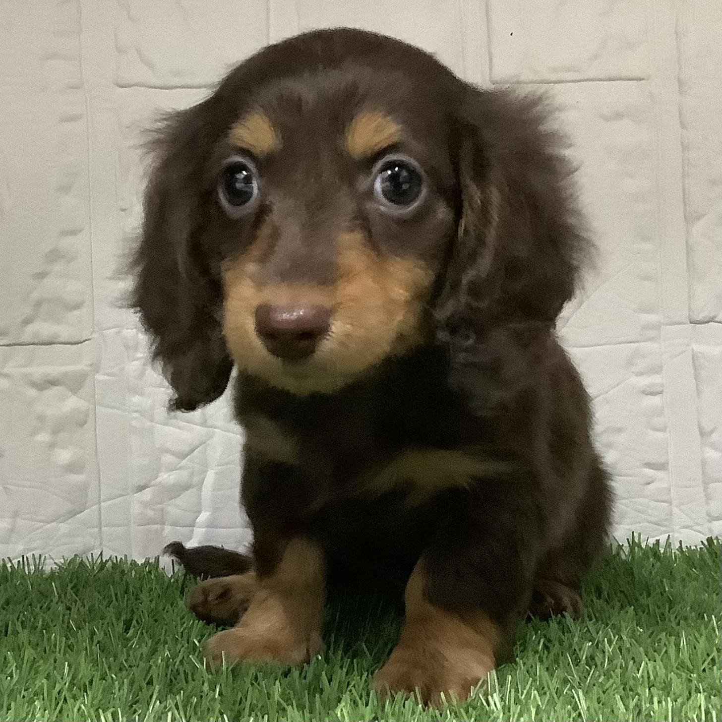 福岡県のミニチュアダックスフンド(ロング) (ドッグズホーム旗崎店/2025年9月21日生まれ/女の子/チョコレートタン)の子犬
