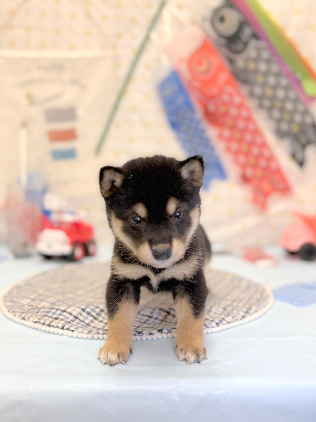 北海道の柴犬(標準サイズ) (ラブワンコ平岸店/2026年3月7日生まれ/女の子/黒)の子犬