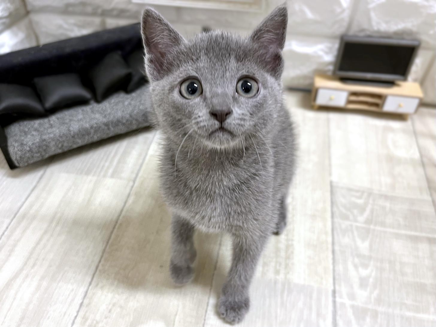 2026年1月26日生まれのロシアンブルー