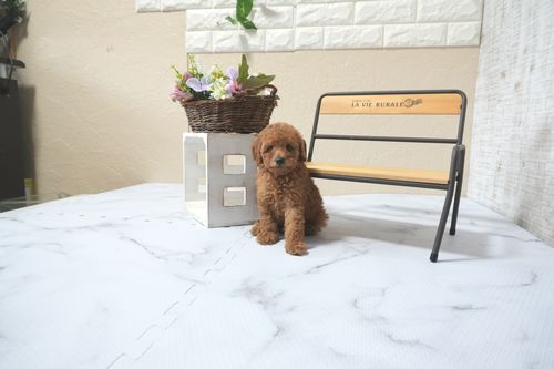 滋賀県のトイプードル(トイ) (いっぷく湖南店/2025年11月10日生まれ/女の子/レッドフォーン)の子犬の1枚目の画像