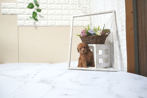 滋賀県のトイプードル(トイ) (いっぷく湖南店/2025年11月10日生まれ/女の子/レッドフォーン)の子犬の2枚目の画像