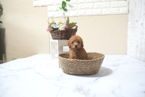 滋賀県のトイプードル(トイ) (いっぷく湖南店/2025年11月10日生まれ/女の子/レッドフォーン)の子犬の3枚目の画像