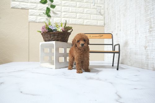 滋賀県のトイプードル(トイ) (いっぷく湖南店/2025年11月10日生まれ/女の子/レッドフォーン)の子犬の4枚目の画像