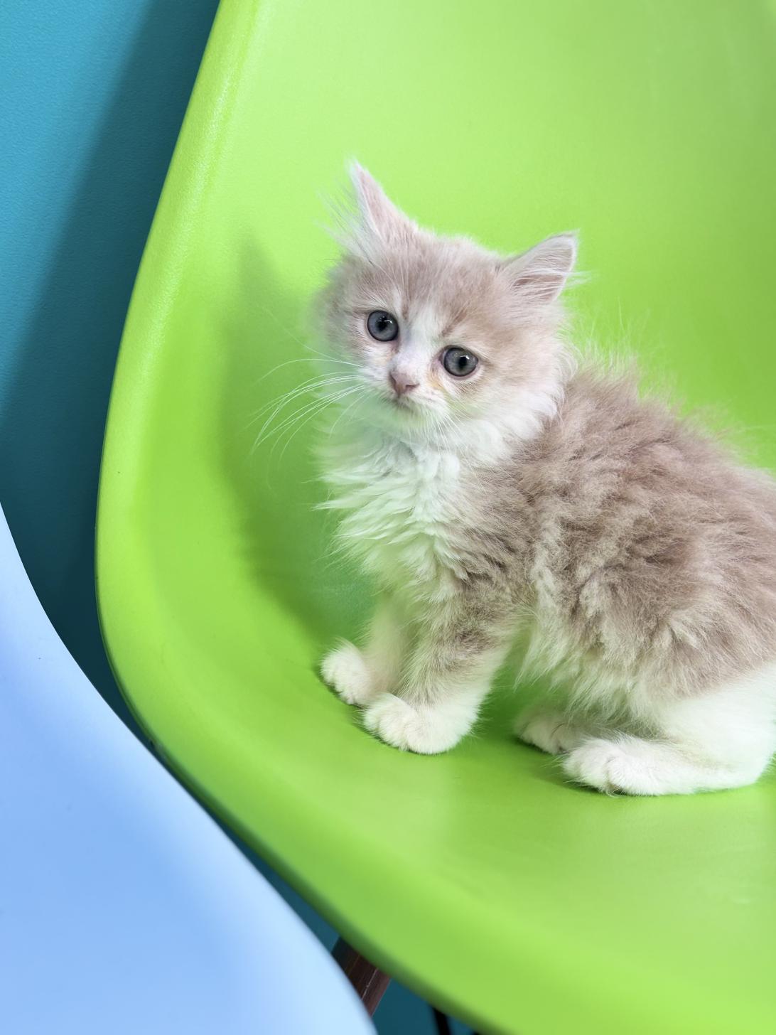 埼玉県のミヌエット (ペッツスマイル加須インター店/2025年12月25日生まれ/女の子/クリームタビーホワイト)の子猫の1枚目の画像