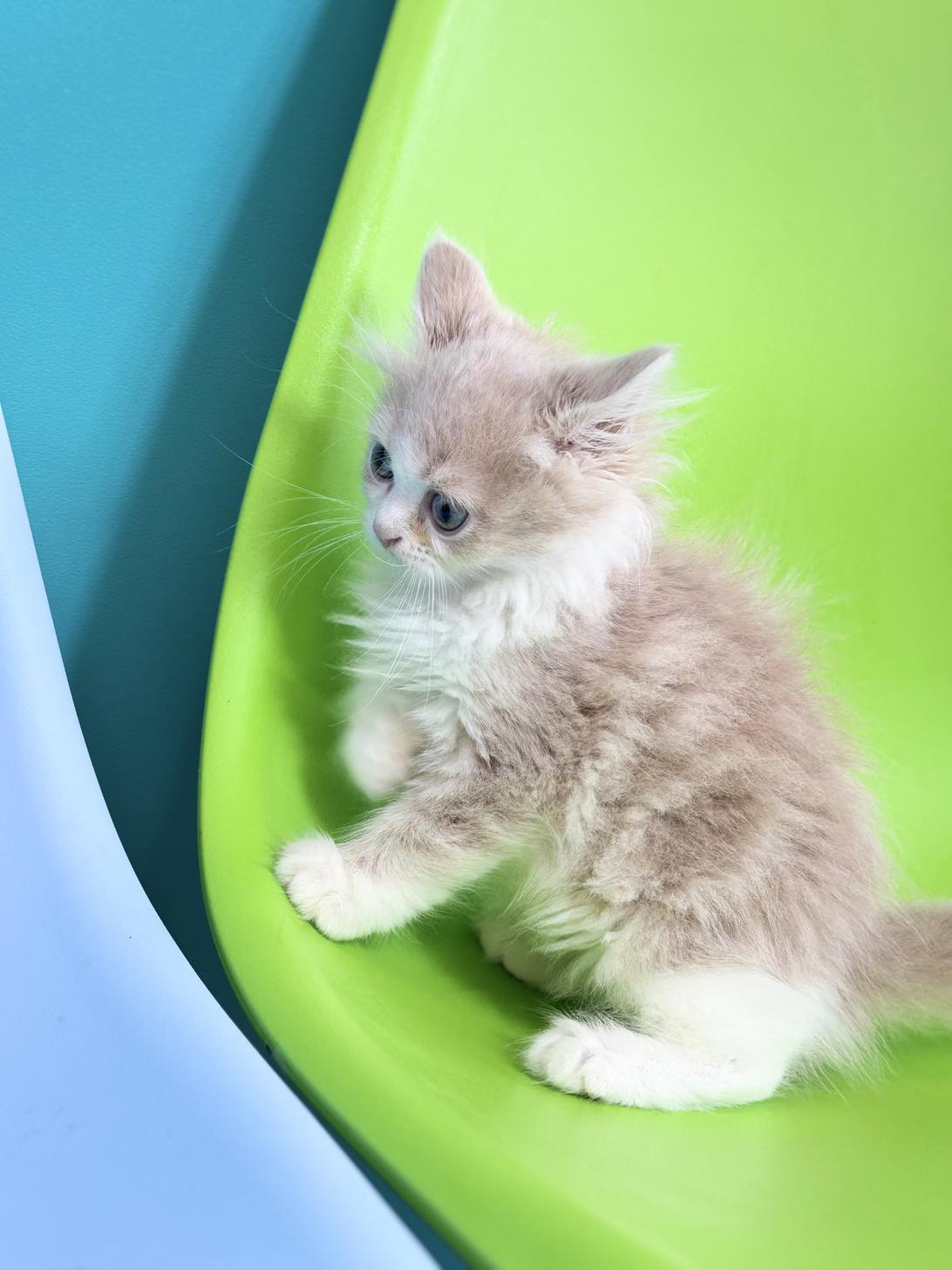 埼玉県のミヌエット (ペッツスマイル加須インター店/2025年12月25日生まれ/女の子/クリームタビーホワイト)の子猫の2枚目の画像