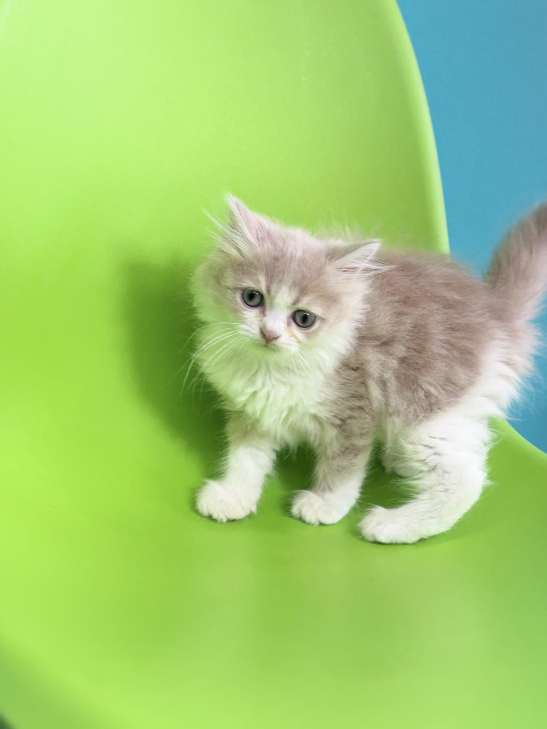 埼玉県のミヌエット (ペッツスマイル加須インター店/2025年12月25日生まれ/女の子/クリームタビーホワイト)の子猫の3枚目の画像