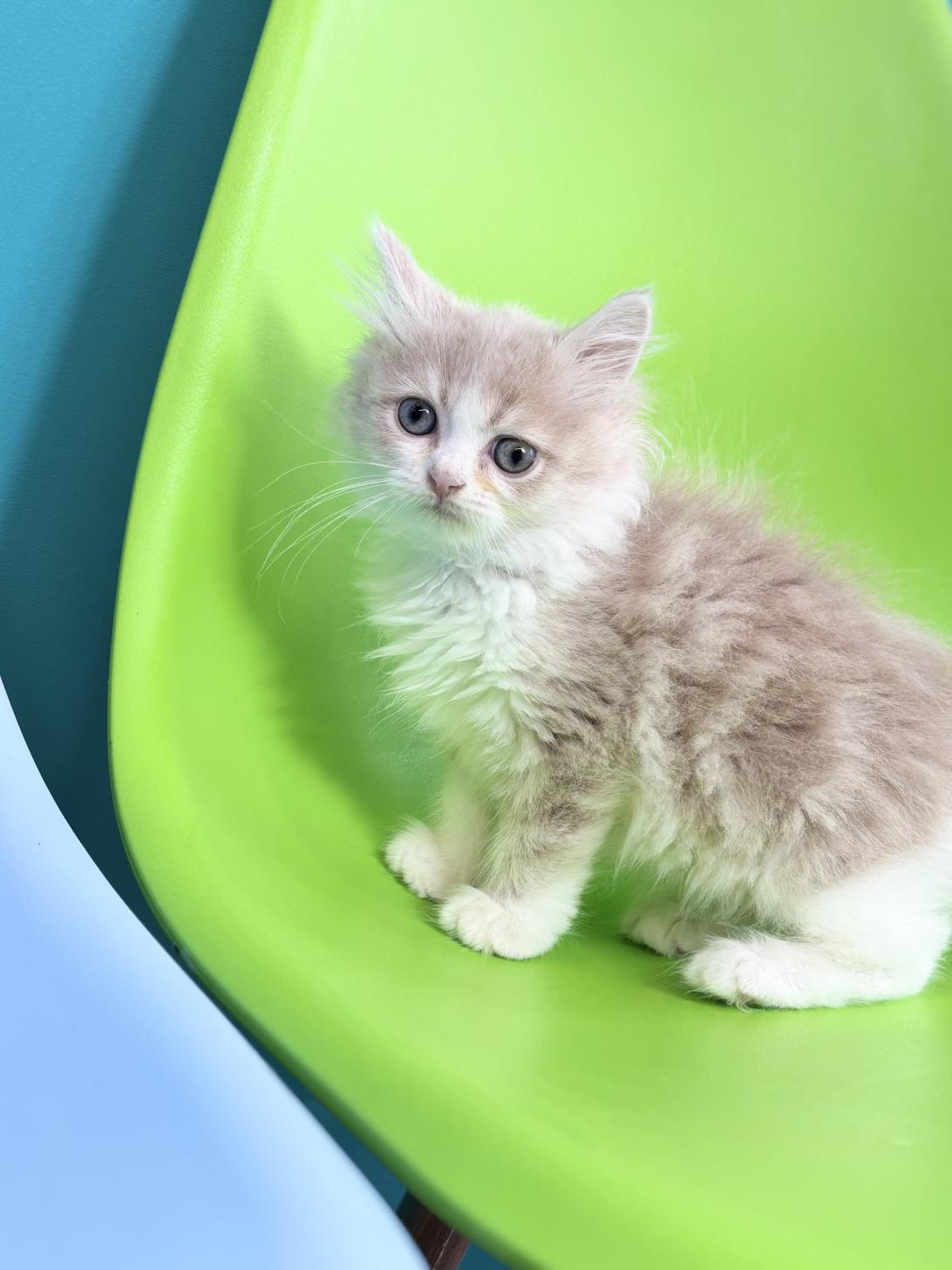 埼玉県のミヌエット (ペッツスマイル加須インター店/2025年12月25日生まれ/女の子/クリームタビーホワイト)の子猫の4枚目の画像