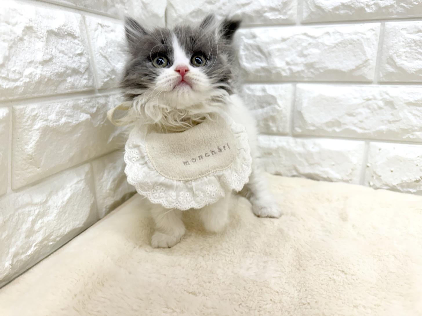 神奈川県のブリティッシュロングヘアー (ペッツコンシェル鶴見元宮店/2026年3月24日生まれ/男の子/ブルーホワイト)の子猫の1枚目の画像
