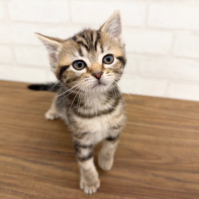 東京都のアメリカンショートヘアー (ペッツコンシェルMitteN府中店/2026年2月13日生まれ/女の子/ブラウンタビー)の子猫