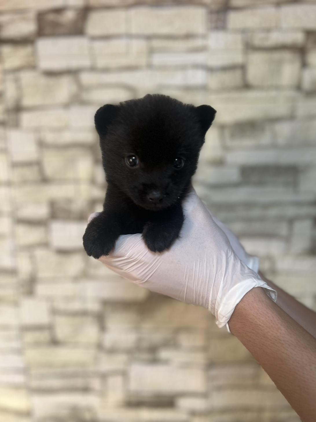 埼玉県の甲斐犬 (ペッツスマイル加須インター店/2025年8月30日生まれ/女の子/黒虎)の子犬