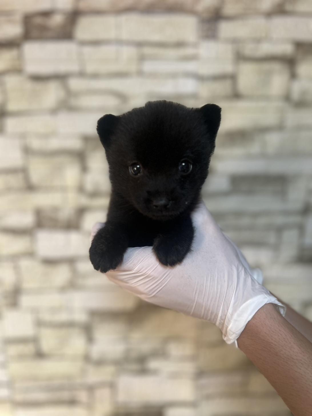 埼玉県の甲斐犬 (ペッツスマイル加須インター店/2025年8月30日生まれ/女の子/黒虎)の子犬の2枚目の画像